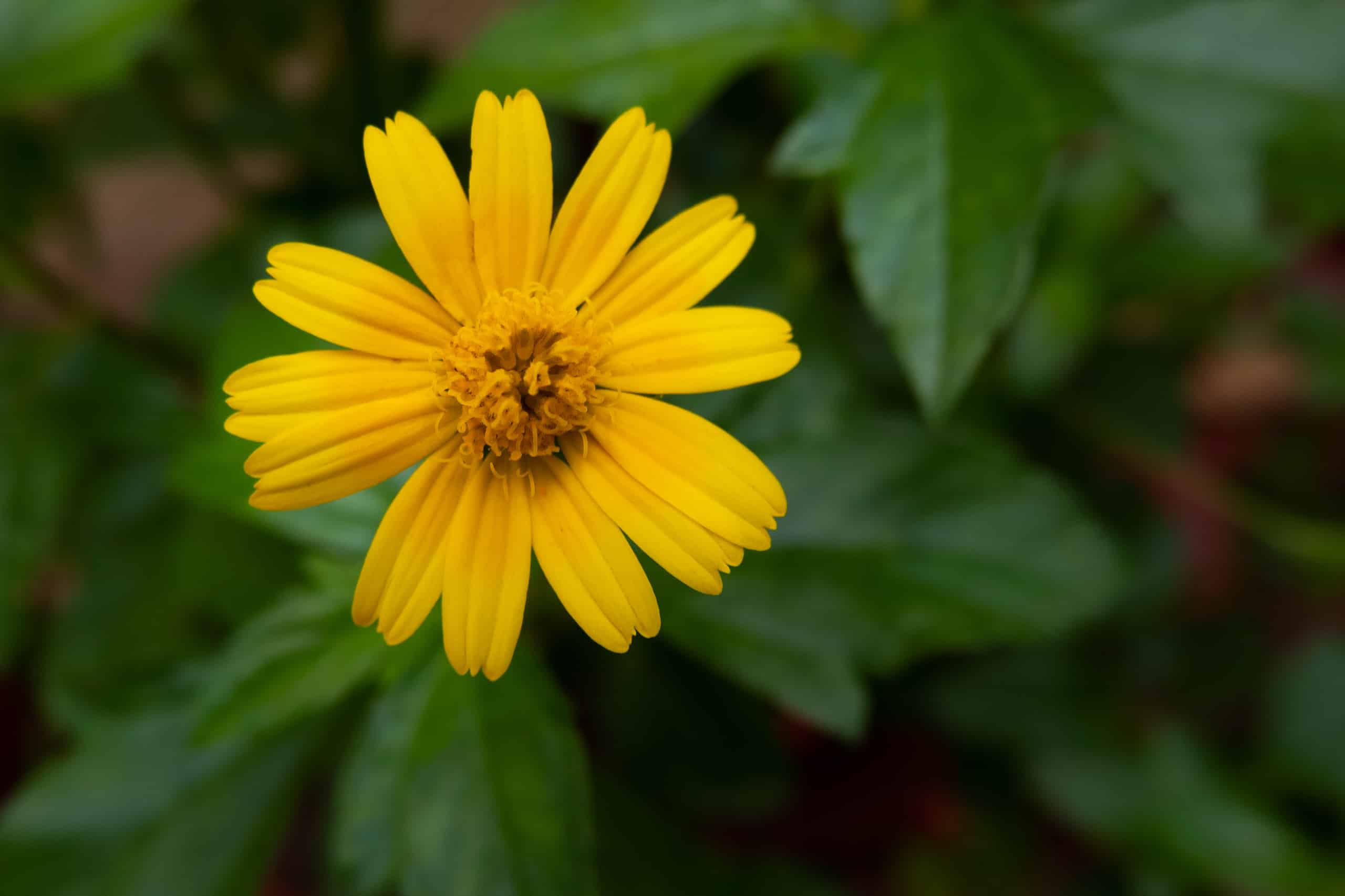 Can Arnica Help Soothe Your Back Pain?