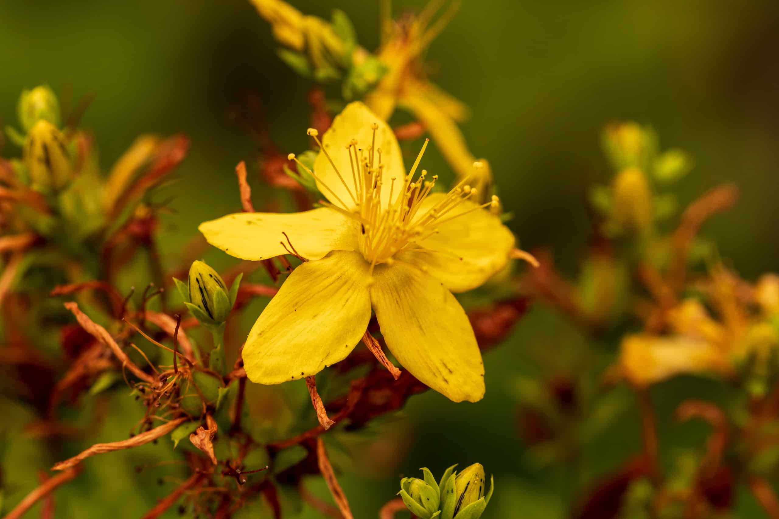 The Surprising Benefits of St. John’s Wort for Back Pain